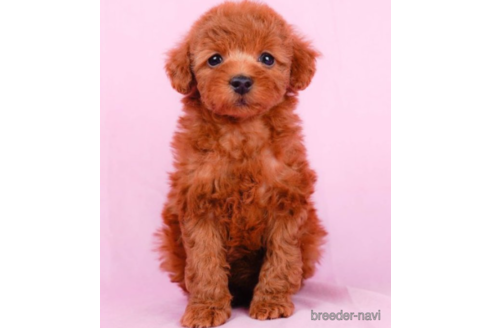 成約済の東京都のトイプードル-225165の1枚目